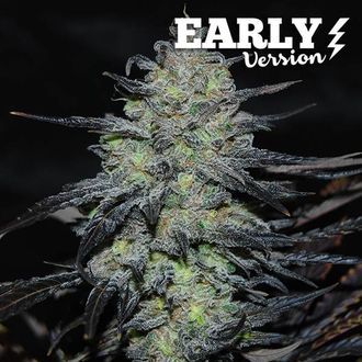 Golosa - Early Version (Delicious Seeds) Feminiserede