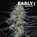 Golosa - Early Version (Delicious Seeds) Feminiserede