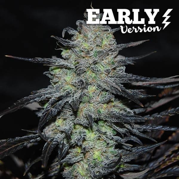 Golosa - Early Version (Delicious Seeds) Feminiserede