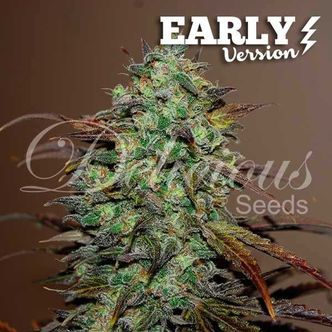 Eleven Roses &ndash; Early Version (Delicious Seeds) feminiserede cannabisfr&oslash;
