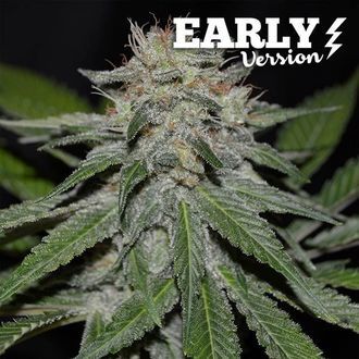Critical Neville Haze - Early Version (Delicious Seeds) Feminiserede