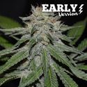 Critical Neville Haze - Early Version (Delicious Seeds) Feminiserede