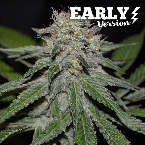 Critical Neville Haze - Early Version (Delicious Seeds) Feminiserede