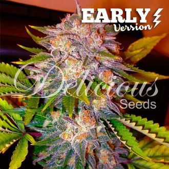 Caramelo - Early Version (Delicious Seeds) Feminiserede