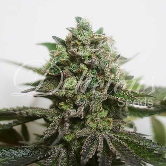 Delimed CBD Plus (Delicious Seeds) feminiserede cannabisfr&oslash;