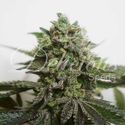 Delimed CBD Plus (Delicious Seeds) Feminiserede