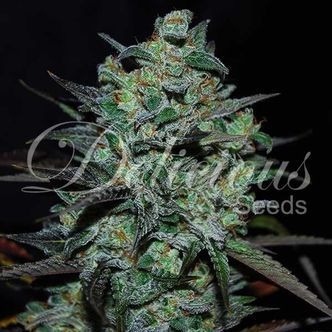 Northern Light Blue THC-fri (Delicious Seeds) feminiserede cannabisfr&oslash;
