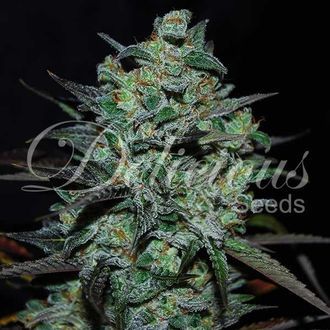 Northern Light Blue THC-Free (Delicious Seeds) Feminiserede