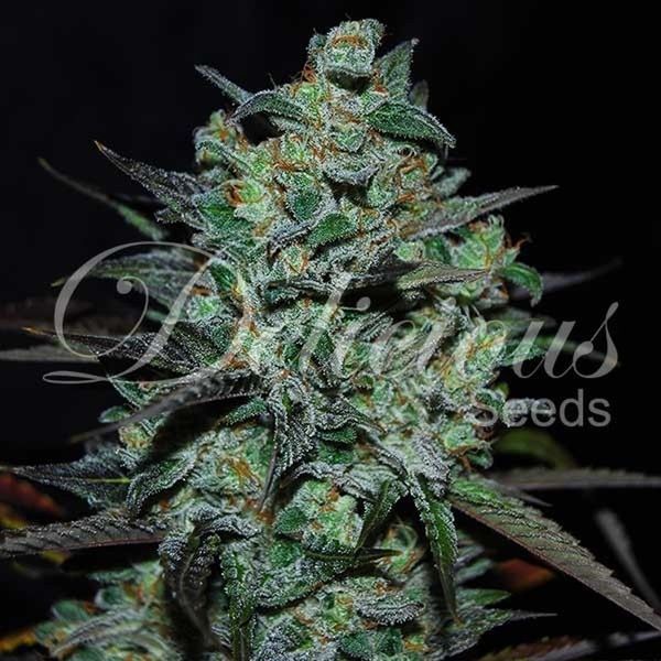 Northern Light Blue THC-Free (Delicious Seeds) Feminiserede