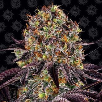 Runtz x Layer Cake (Barney's Farm) Feminiserede