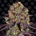 Runtz x Layer Cake (Barney's Farm) Feminiserede