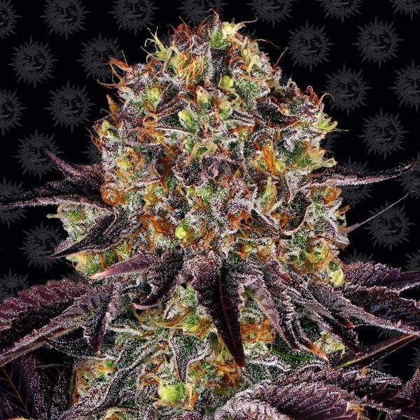 Runtz x Layer Cake (Barney's Farm) Feminiserede