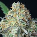 Rainbow Donut Auto (Anesia Seeds) Feminiseret