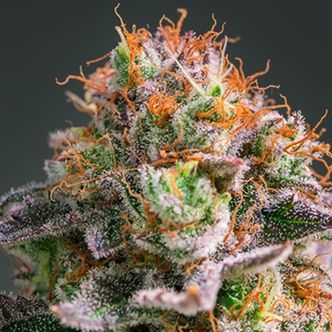 Apricot Oreoz (Anesia Seeds) Feminiserede