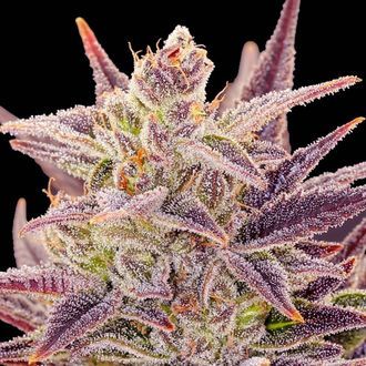 Auto Imperium X (Anesia Seeds) Feminiserede