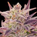 Auto Imperium X (Anesia Seeds) Feminiserede