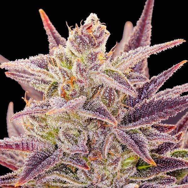 Auto Imperium X (Anesia Seeds) Feminiserede