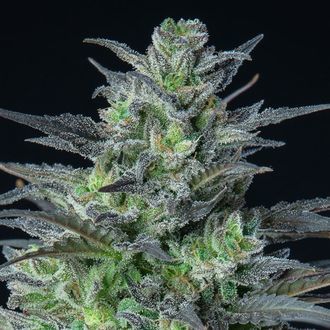 Auto Sleepy Joe (Anesia Seeds) Feminiserede fr&oslash;