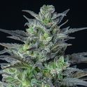 Auto Sleepy Joe (Anesia Seeds) Feminiserede frø