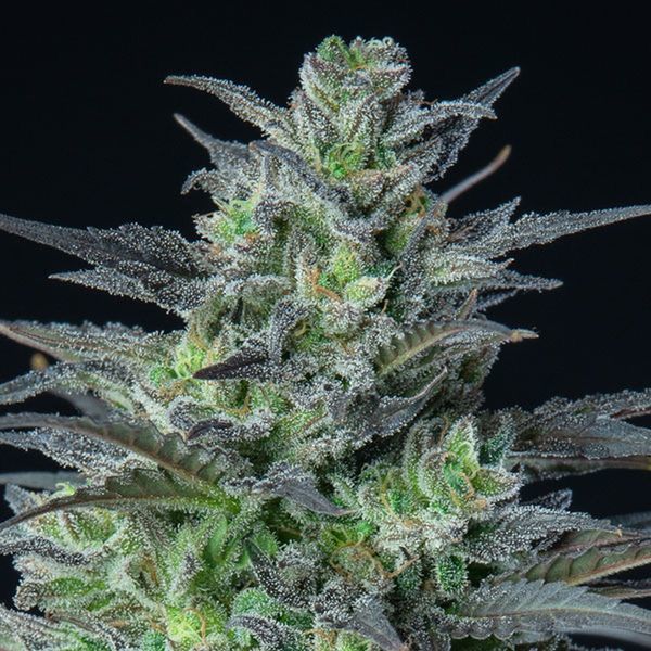Auto Sleepy Joe (Anesia Seeds) Feminiserede frø