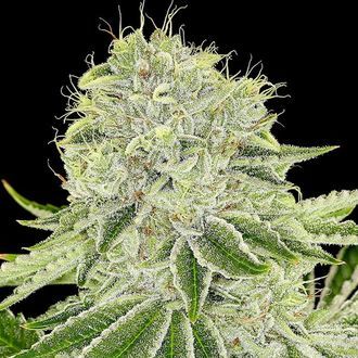 Cash Cow (Anesia Seeds) Feminiserede