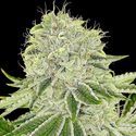 Cash Cow (Anesia Seeds) Feminiserede
