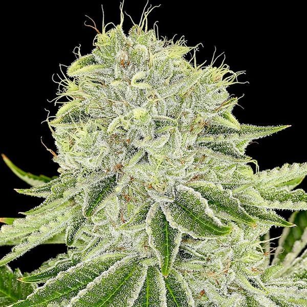 Cash Cow (Anesia Seeds) Feminiserede