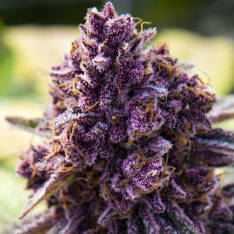 Dankberry (Anesia Seeds) Feminiserede