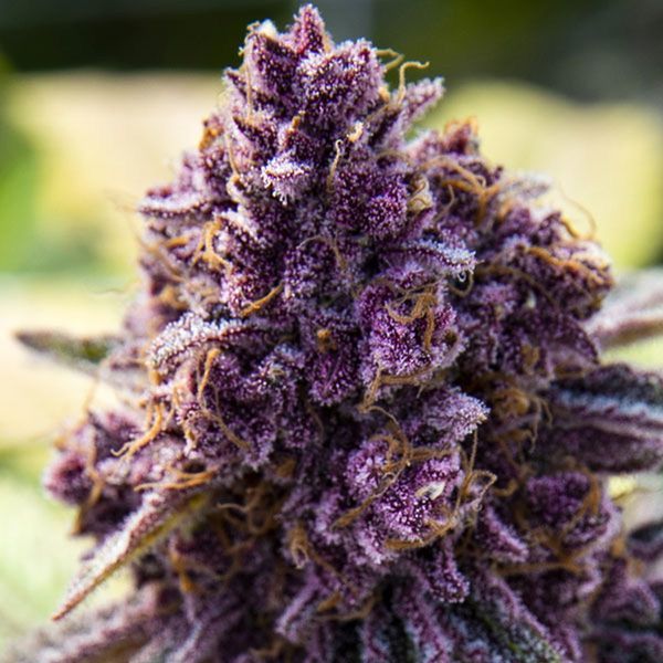 Dankberry (Anesia Seeds) Feminiserede