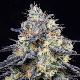 Foster (Anesia Seeds) Feminiserede