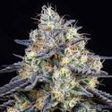 Foster (Anesia Seeds) Feminiserede