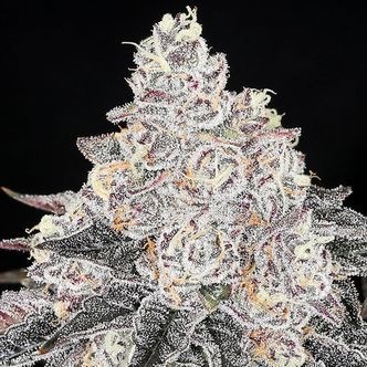 Frozen Black Cherry (Anesia Seeds) Feminiserede cannabisfr&oslash;