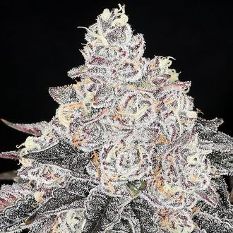 Frozen Black Cherry (Anesia Seeds) Feminiserede