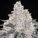 Frozen Black Cherry (Anesia Seeds) Feminiserede