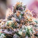 Future Island (Anesia Seeds) Feminiserede