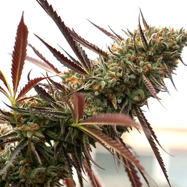 Ghost Of NYC (Humboldt Seed Organization) Feminiserede