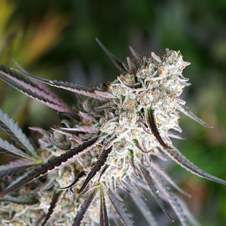 Florida Gaspack (Humboldt Seed Organization) Feminiserede