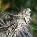 Florida Gaspack (Humboldt Seed Organization) Feminiserede
