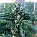 Cinnamon Buddha OG (Humboldt Seed Organization) Feminiserede