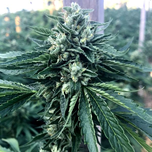 Cinnamon Buddha OG (Humboldt Seed Organization) Feminiserede
