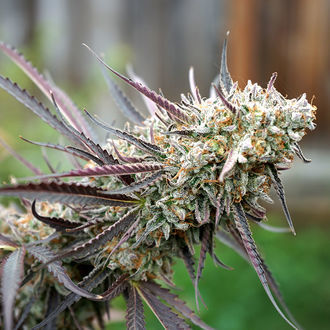 Ice Cream Cake Hurtig blomstring (Humboldt Seed Organization) Feminiserede