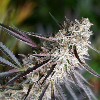 Peanut Butter Breath Fast Flowering (Humboldt Seed Organization) feminiserede