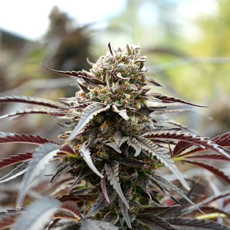 White Runtz Fast Flowering (Humboldt Seed Organization) feminiserede