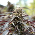 White Runtz Fast Flowering (Humboldt Seed Organization) Feminiserede