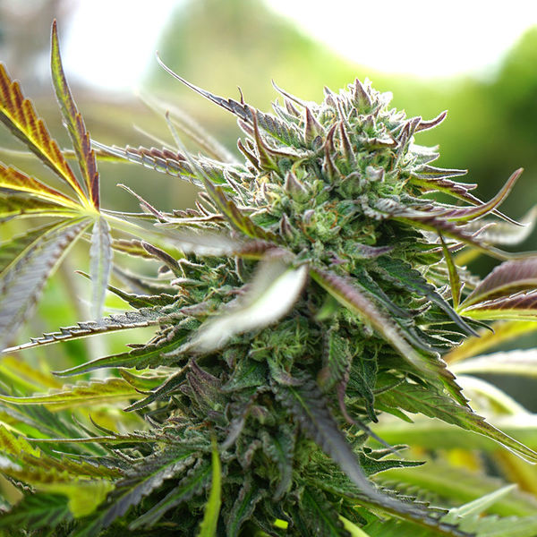 Pineapple Chem Auto (Humboldt Seed Organization) Feminiserede