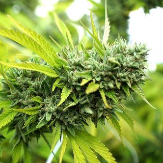 Mango OG Auto (Humboldt Seed Organization) feminiserede
