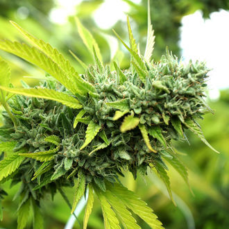 Mango OG Auto (Humboldt Seed Organization) Feminiserede