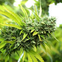 Mango OG Auto (Humboldt Seed Organization) Feminiserede