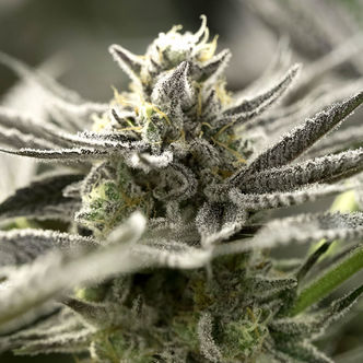 OGKZ Auto (Humboldt Seed Organization) feminiserede