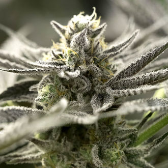 OGKZ Auto (Humboldt Seed Organization) Feminiserede